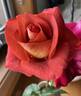 Ian Thorpe rose photo