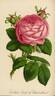 Comtesse Cécile de Chabrillant rose photo
