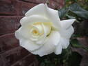JFK rose photo