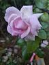 Pink Eureka rose photo