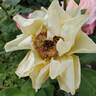 Euphoria rose photo