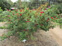 Gloire des Rosomanes rose photo