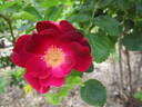 Gloire des Rosomanes rose photo