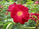 Gloire des Rosomanes rose photo