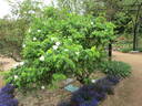 <i>Rosa moschata</i> 'Autumnalis' rose photo