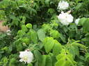 <i>Rosa moschata</i> 'Autumnalis' rose photo