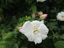 <i>Rosa moschata</i> 'Autumnalis' rose photo