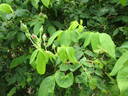<i>Rosa moschata</i> 'Autumnalis' rose photo