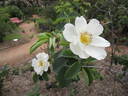 Alba Semi-plena rose photo