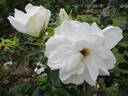 Blanc Double de Coubert rose photo