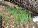 Lamarque rose photo