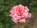 Général Schablikine rose photo