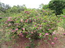 R. roxburghii plena rose photo