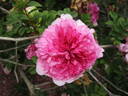 R. roxburghii plena rose photo