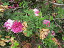 R. roxburghii plena rose photo