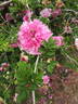 R. roxburghii plena rose photo