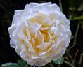 Covent Garden rose photo