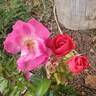 Shining Moment rose photo