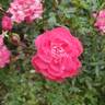 Dian rose photo