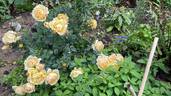 Amber Cover ® rose photo