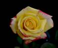 Abby's Angel rose photo
