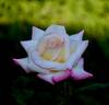 Vernon Rickard rose photo