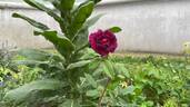 Nuits de Young rose photo