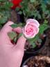 Jeanne Lajoie rose photo