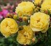 Golden Fleece rose photo
