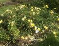 Golden Fleece rose photo