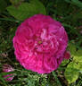 Pink Oeillet Parfait rose photo