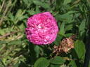 Pink Oeillet Parfait rose photo