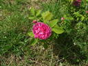 Pink Oeillet Parfait rose photo