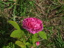 Pink Oeillet Parfait rose photo