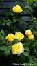 Charles Darwin ® rose photo