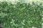 Apple Blossom rose photo