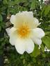 Mermaid rose photo