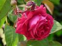 Alienor d'Aquitaine rose photo