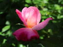Dresden China rose photo