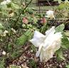 Céline Forestier rose photo