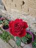 Look Good...Feel Better ™ rose photo
