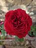 Look Good...Feel Better ™ rose photo