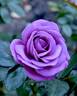 Plum Perfect Sunbelt rose photo