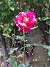 Julio Iglesias ® rose photo