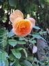 Bataclan rose photo