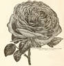 Général Washington rose photo