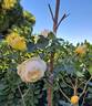 Bordure d'Or® rose photo