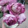 Cosmic Clouds™ rose photo