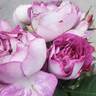 Cosmic Clouds™ rose photo
