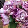 Cosmic Clouds™ rose photo